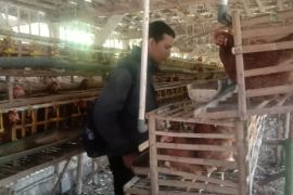 Sumedang perketat masuknya unggas dari luar daerah cegah flu burung