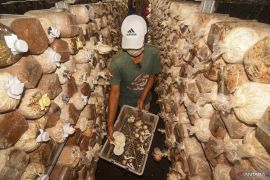 Dinas ESDM dorong petani jamur di NTB jadi mitra serbuk gergaji