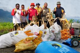 BIN-Papua Muda Inspiratif panen jagung kelompok binaan