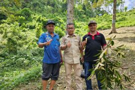 Aceh Jaya terima seribu batang blok pondasi durian Mas Ajay dari pusat