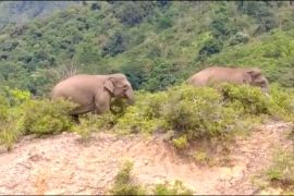 Obat bius belum tiba, pemasangan GPS Collar pada gajah liar ditunda