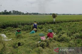 Bulog Banyumas mulai beli beras hasil panen  petani