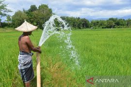 Pemkab minta petani tanam benih padi prioritas hadapi musim kemarau
