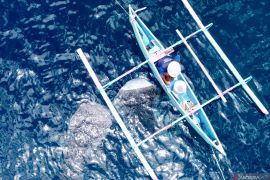 Gorontalo akan gelar Hari Hiu Paus Internasional