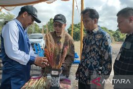 Bupati Bangka Tengah ajak petani budidayakan tanaman sorgum