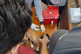 Bali implementasikan konsep One Health cegah rabies meluas