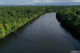 Southeast Sulawesi to rehabilitate 25 hectares of mangrove forests