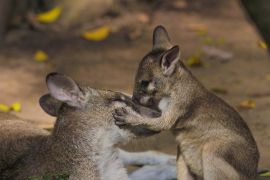 Kebun Binatang Bali tawarkan diskon saat libur Nyepi