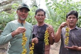 Wagub Sumut bangga Kabupaten Karo bisa hasilkan kurma