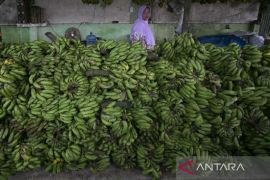Permintaan pisang meningkat di Bulan Ramadan