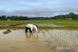 Petani di Desa Bumi Asih produksi gabah 950 ton per tahun