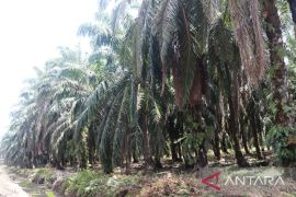 Disbun Pasaman Barat dorong petani sawit gunakan bibit unggul