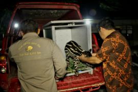 BBKSDA Riau evakuasi bayi tapir yang ditinggal induknya