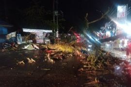 Pohon tumbang hingga genangan air tutupi akses Jalan Bangau Sakti