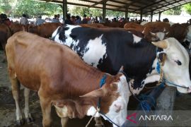 Regulasi pengawasan perdagangan ternak, Pemkab Batang gencar sosialisasi