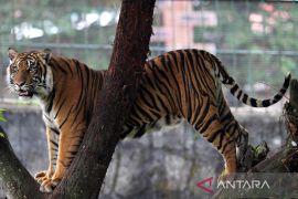 12 ekor sapi dimangsa harimau di Mukomuko Bengkulu