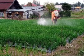 Penggunaan pestisida di Alahan Panjang cukup tinggi, ini imbauan wagub Sumbar