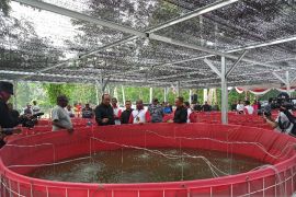 PYCH siap pasarkan 5.200 ikan nila dari keramba bioflok Kampung Nolokla