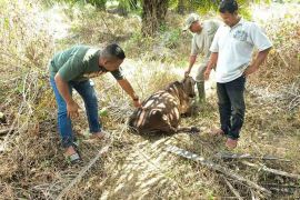 BKSDA kerahkan tim lacak harimau terkam ternak di Aceh Timur