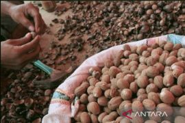 Pemkab Purwakarta kembangkan komoditi buah pala