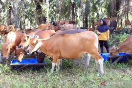 South Kalimantan supports IKN's beef resilience