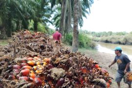 Harga TBS turun Rp150/kg di Aceh Tamiang