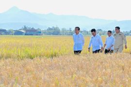 Presiden Jokowi berharap surplus panen raya di Maros bisa dibawa ke daerah lain