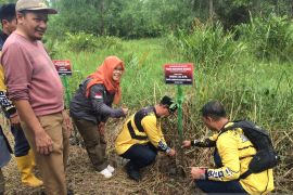 SBI bersama Pj Bupati Batola tanam 1.000 pohon mangrove rambai di Hari Bekantan