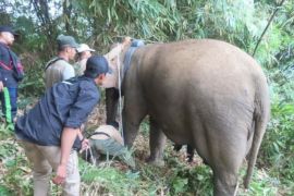 GPS Collar untuk gajah liar di Lampung Barat telah terpasang