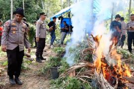 Polres Aceh Utara musnahkan 16 ribu batang ganja basah di ladang