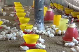 DKPP Jabar ambil langkah preventif cegah penularan flu burung