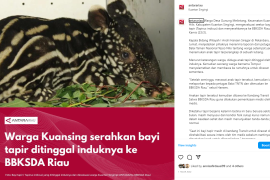 Bayi tapir yang tertinggal