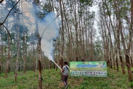 Petani Tabalong keluhkan anjloknya produksi getah karet