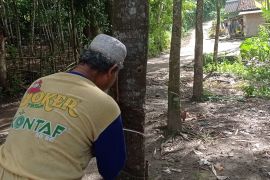 Petani karet kembali bergairah setelah harga melonjak