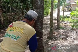 Petani karet di Lebak kembali bergairah setelah harga melonjak