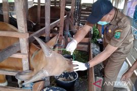 Kalsel awasi arus lalulintas ternak untuk waspada PMK jelang Idul Fitri