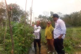 Pemkab Tabalong kembangkan 10 kampung hortikultura sebagai penyangga IKN