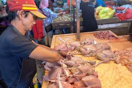 Harga daging ayam ras di Pontianak stabil jelang Idul Fitri 1444 Hujriah