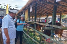 Lomba sapi Bali jantan meriahkan HUT Kota Gianyar