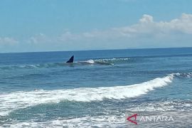 Seekor paus mati terdampar di pantai Jembrana