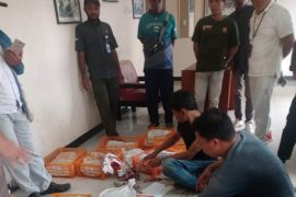 Karantina Pertanian Sorong gagalkan penyelundupan 224 satwa liar