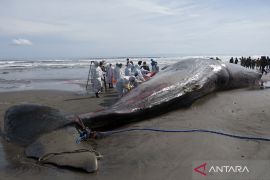 Sudah tiga ekor paus mati terdampar di pantai Bali sejak awal April 2023