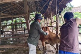 Pemberian vitamin hewan ikhtiar untuk cegah ternak terjangkit cacar kulit