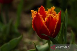 Delapan festival musim semi pilihan di AS