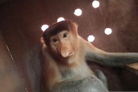 13 ekor Bekantan dikirim ke Taman Safari Bogor