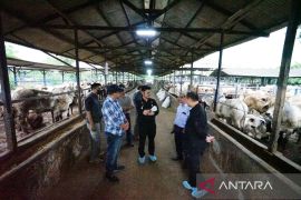 Mentan memastikan stok daging sapi di Bekasi cukup menyuplai daerah lain