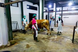 Dua RPH Banyuwangi lolos audit sertifikasi halal MUI