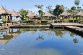 Main air, susur hutan hingga "ngeteh" rosella di kaki Raung Sumberwringin