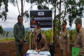 Balai Karantina Jayapura sita 90 satwa liar di kargo Bandara Sentani