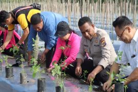 Polres-Pemkab Jayapura tanam bibit cabai untuk menekan inflasi daerah